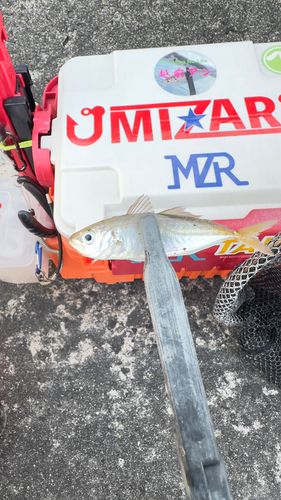 マアジの釣果