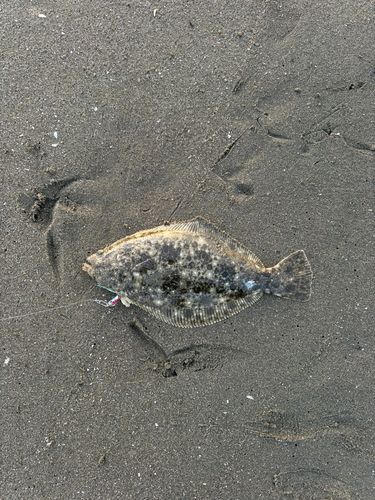 ソゲの釣果