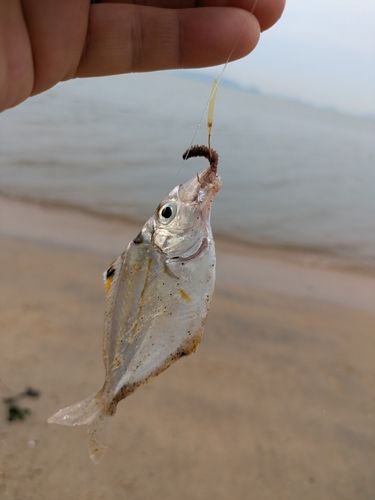 ヒイラギの釣果