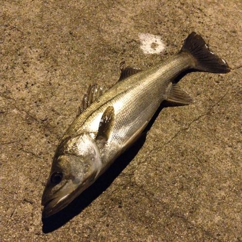 スズキの釣果