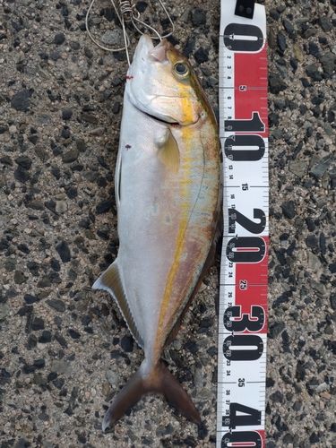 シオの釣果