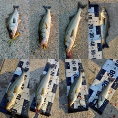 シーバスの釣果