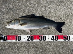 フッコ（マルスズキ）の釣果