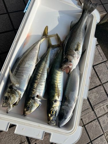 スズキの釣果