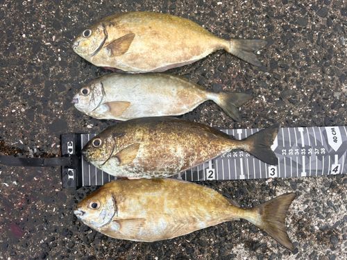 アイゴの釣果