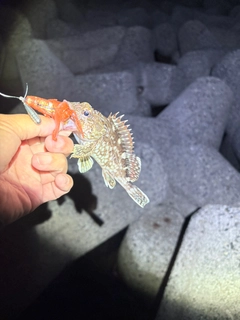 カサゴの釣果
