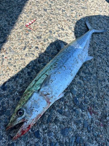サゴシの釣果