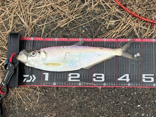 ヒラの釣果