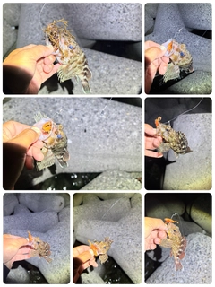 カサゴの釣果