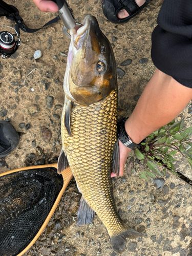 ニゴイの釣果