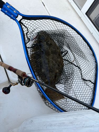 ヒラメの釣果