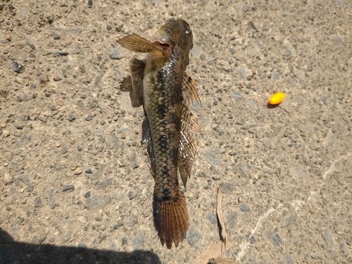 ハゼの釣果