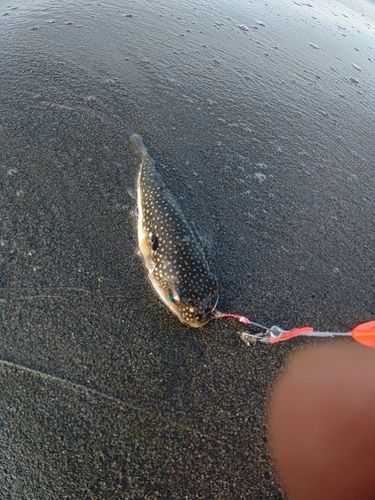 クサフグの釣果