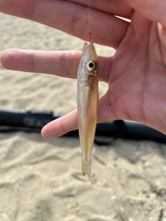 シロギスの釣果