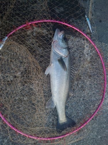 スズキの釣果