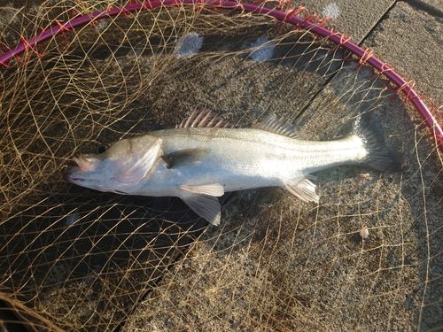 スズキの釣果