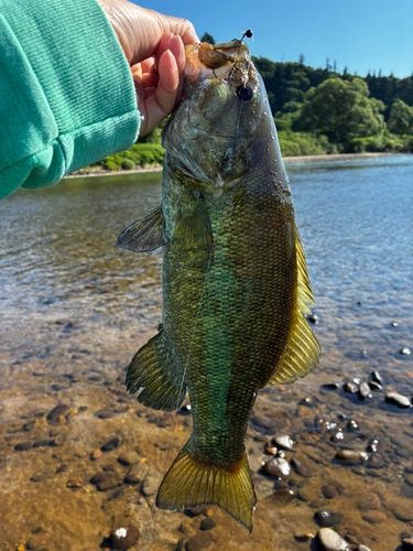 スモールマウスバスの釣果
