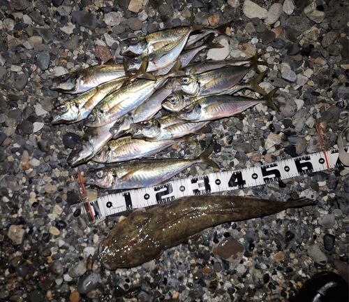 アジの釣果