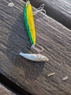 ボラの釣果