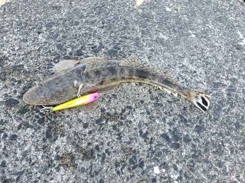 マゴチの釣果