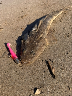 マゴチの釣果