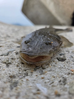 マゴチの釣果