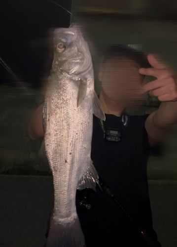 フッコ（ヒラスズキ）の釣果