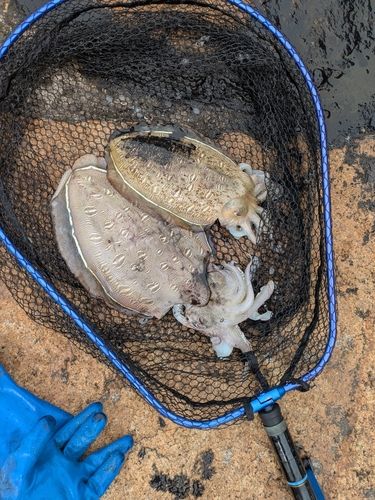 釣果