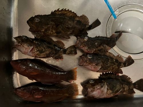 カサゴの釣果