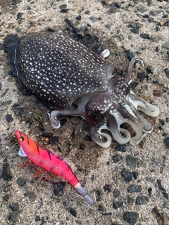 シリヤケイカの釣果