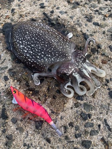 シリヤケイカの釣果