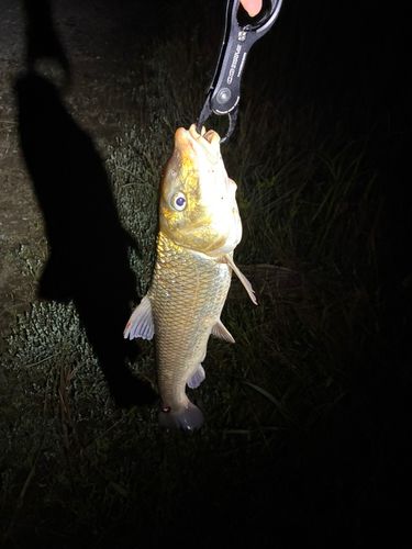 ニゴイの釣果
