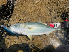 ワラサの釣果
