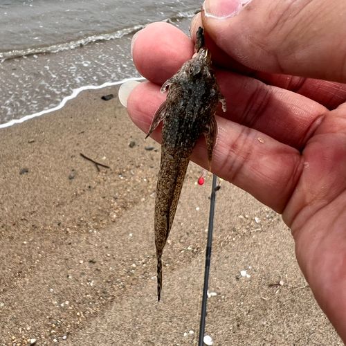 メゴチの釣果