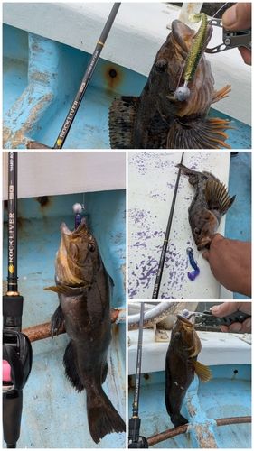 アブラコの釣果