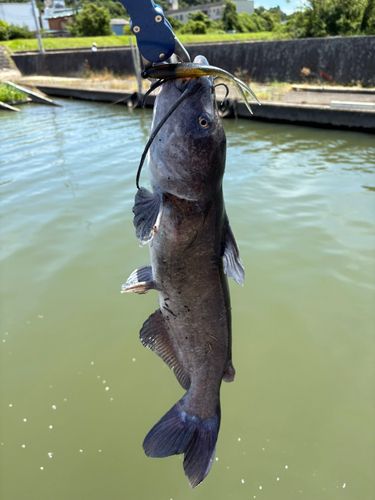 アメリカナマズの釣果