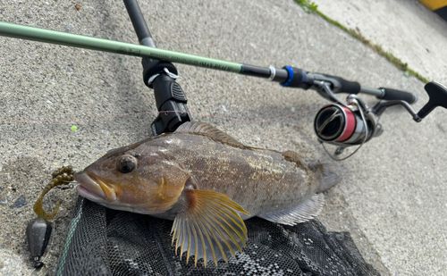 アイナメの釣果