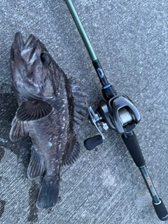 クロソイの釣果