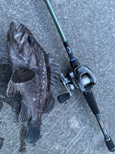 クロソイの釣果