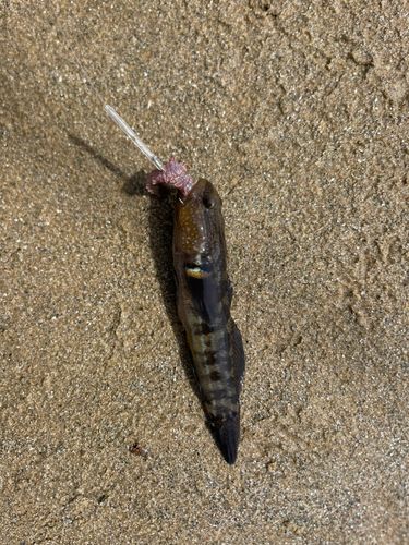 アカオビシマハゼの釣果