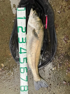 タイリクスズキの釣果