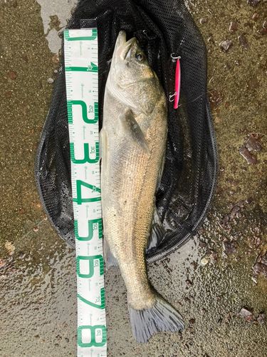 タイリクスズキの釣果