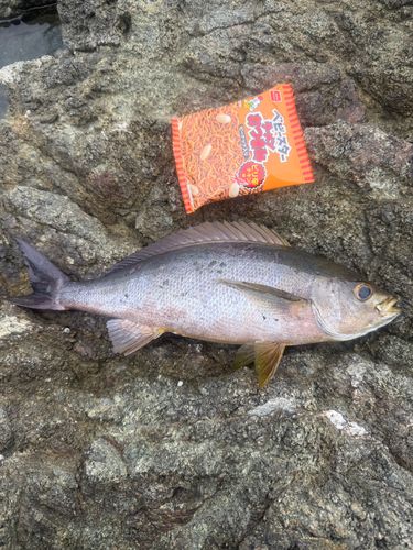 イサキの釣果