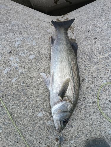 セイゴ（タイリクスズキ）の釣果