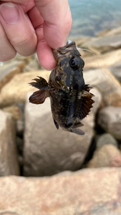 ガシラの釣果