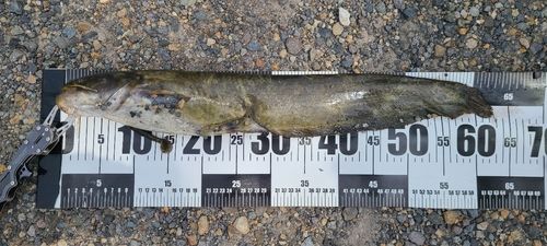 ニホンナマズの釣果