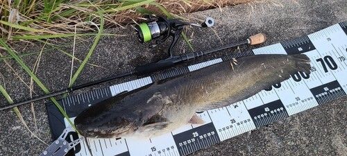 ニホンナマズの釣果