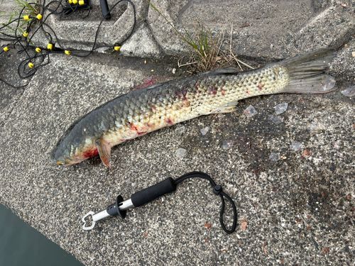 ボラの釣果