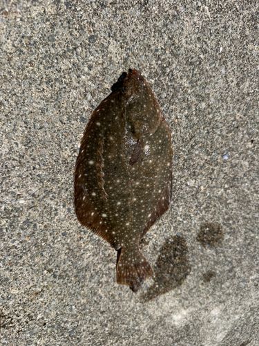 カレイの釣果