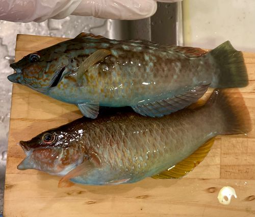 ドンコの釣果